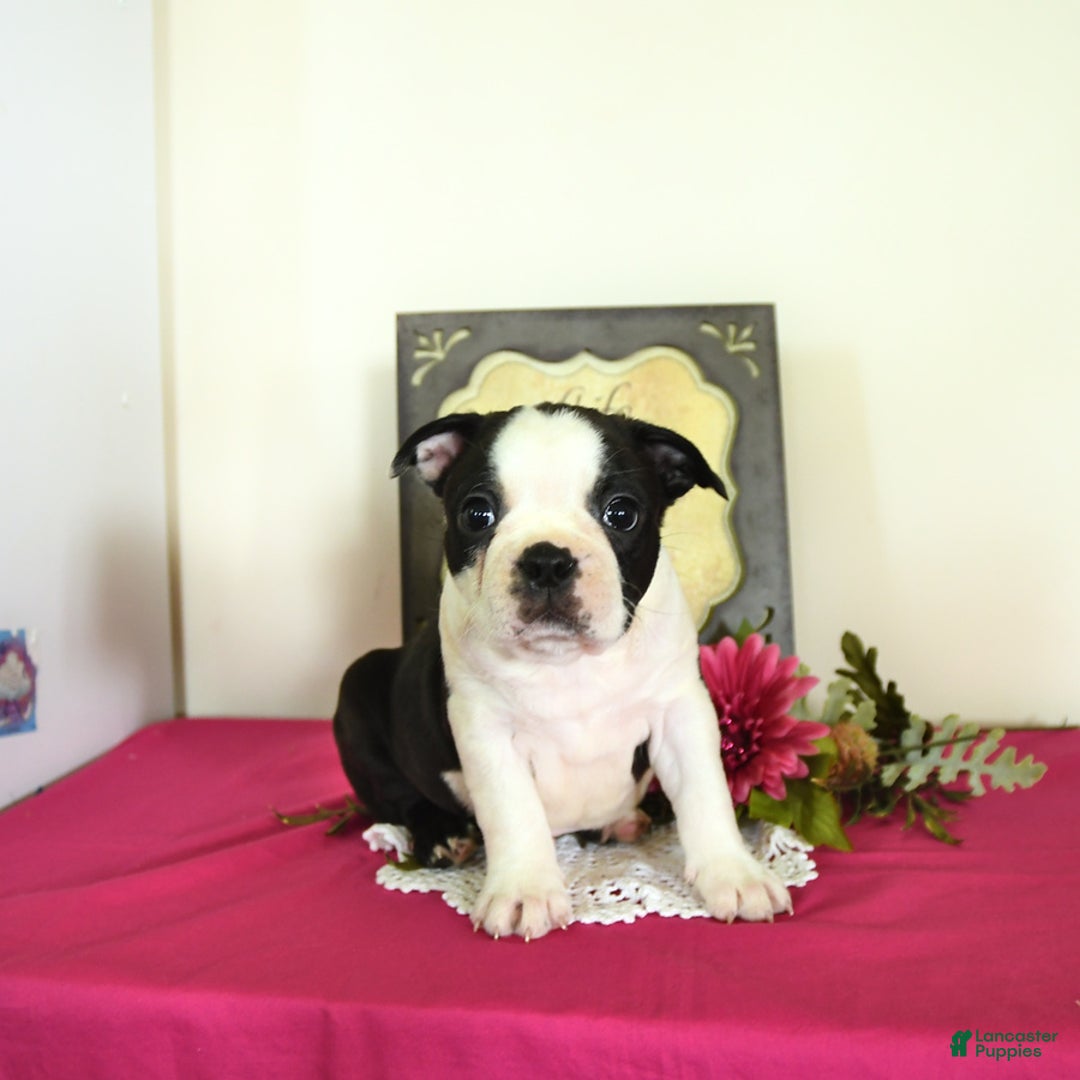 Boston Terrier dogs for sale: Happy - Image 4