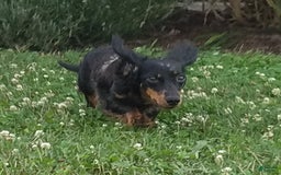 Miniature Dachshund dogs for sale: Pixie - Image 6