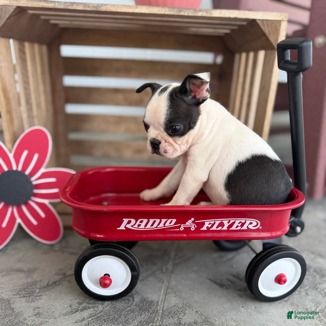 Boston Terrier dogs for sale: Barby - Image 1