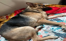 German Shepherd dogs for stud: Max - Image 3