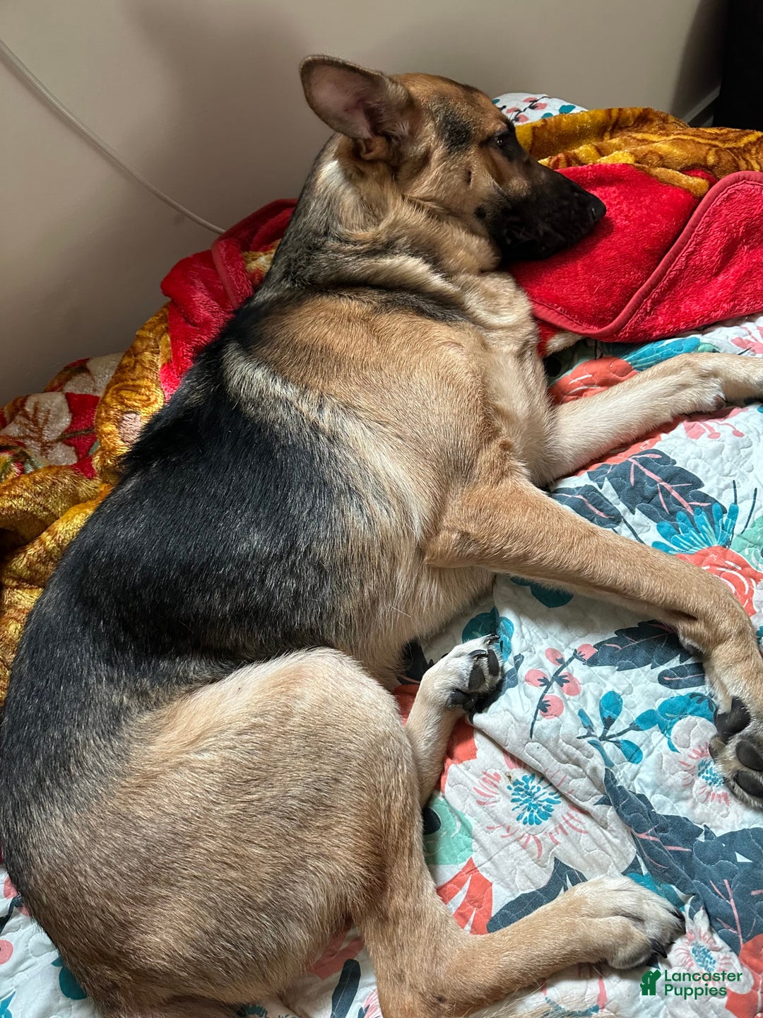 German Shepherd dogs for stud: Max - Image 3