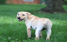 Labrador Retriever dogs for sale: Dexter - Image 1