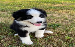 Australian Shepherd dogs for sale: Meg H6 Natural Bobtail - Image 4