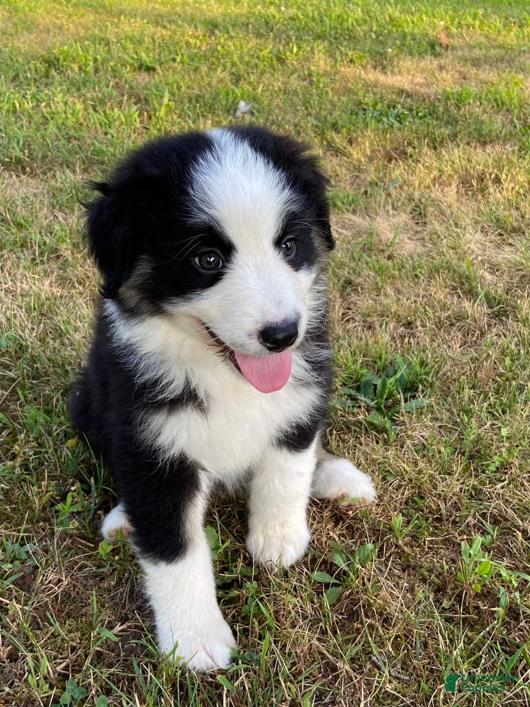 Australian Shepherd dogs for sale: Meg H6 Natural Bobtail - Image 4