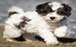 Cavapoo dogs for sale: Simba - Image 9