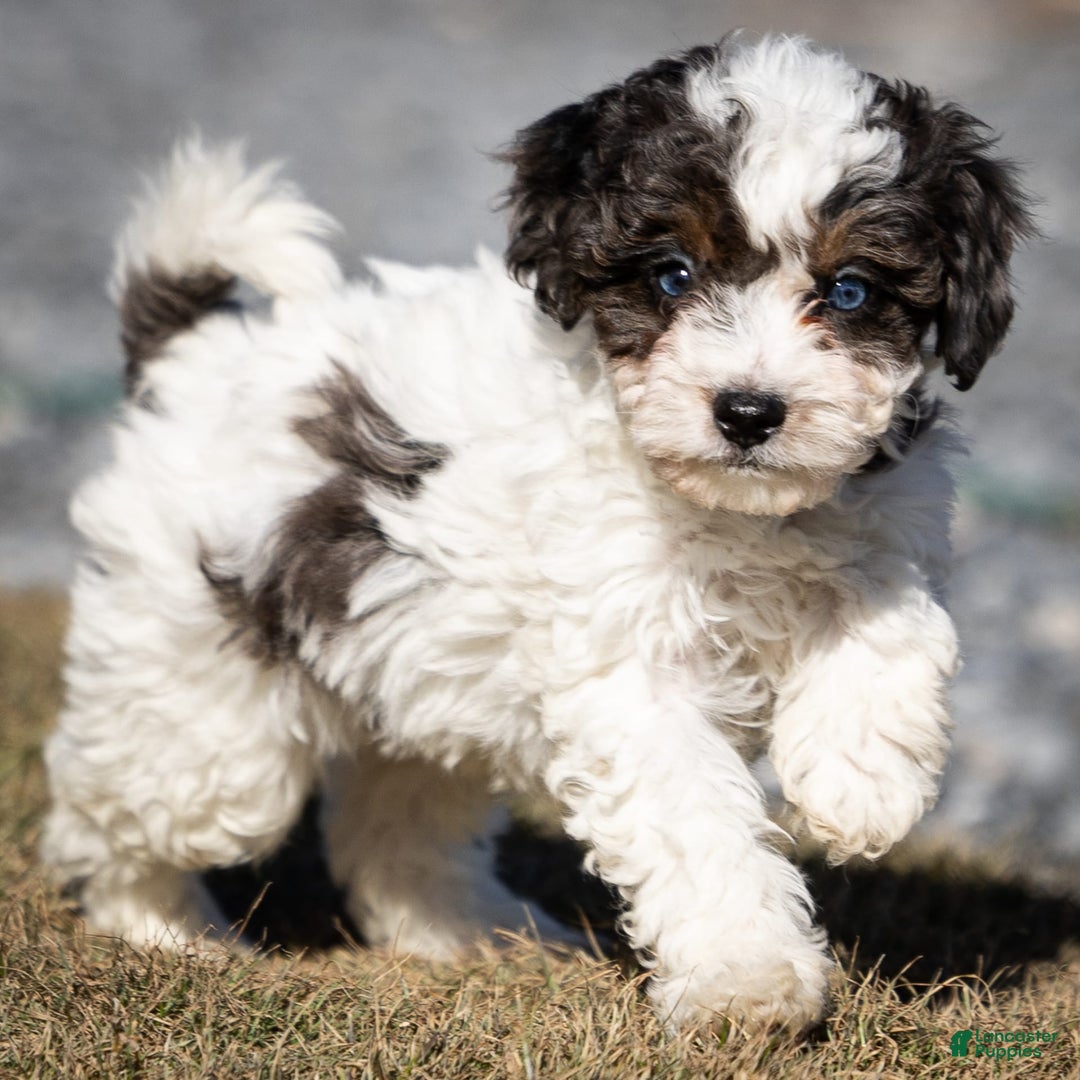 Cavapoo dogs for sale: Simba - Image 9