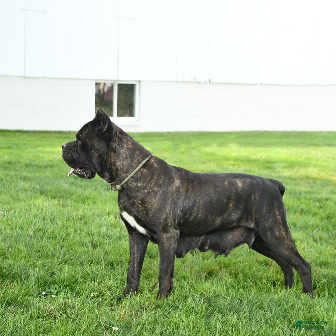Cane Corso dogs for sale: Lucy - Image 6