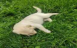 Golden Retriever dogs for sale: Picasso - Image 11