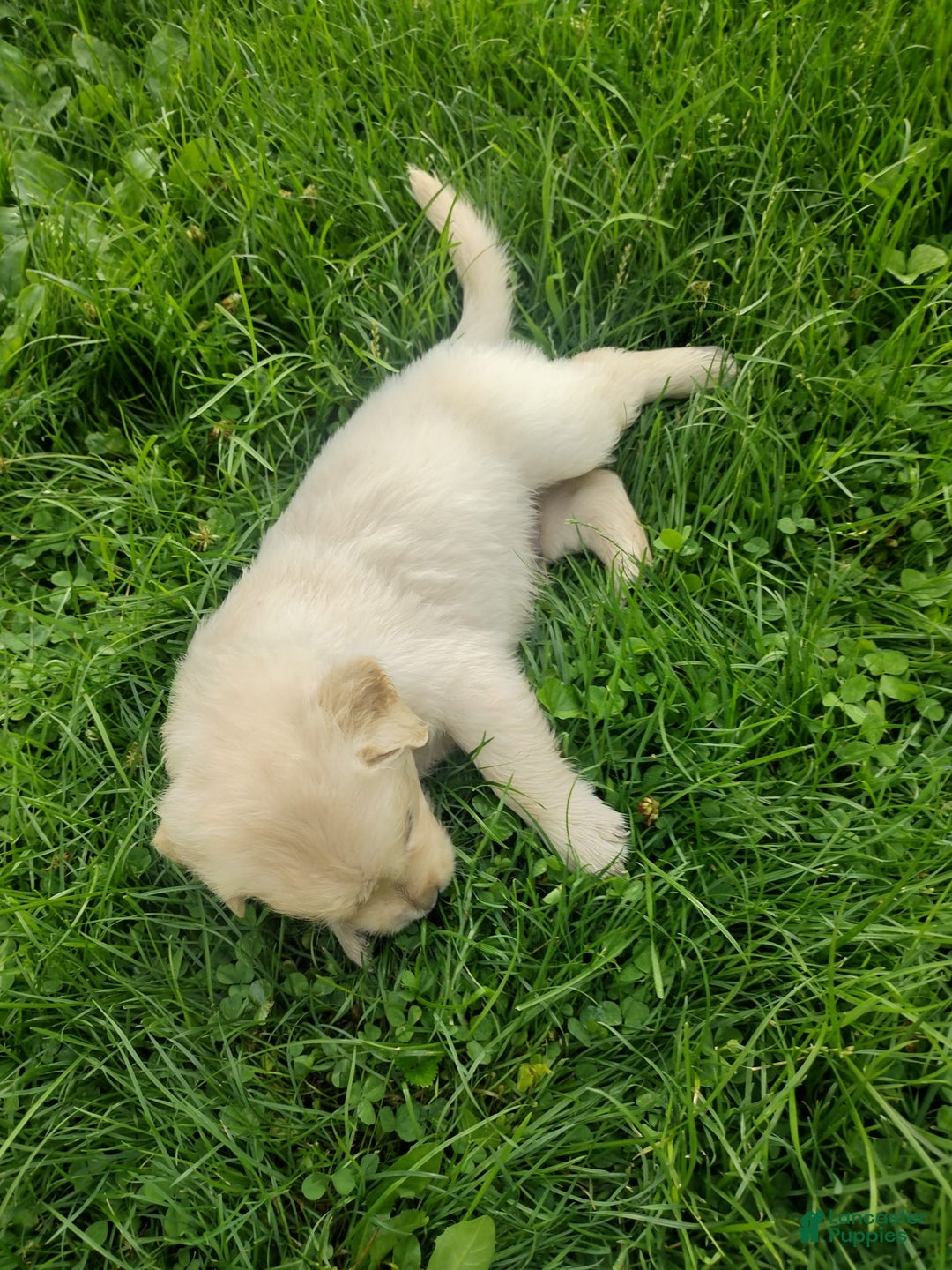 Golden Retriever dogs for sale: Picasso - Image 11