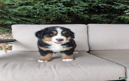 Bernese Mountain Dog dogs for sale: Cooper - Image 1