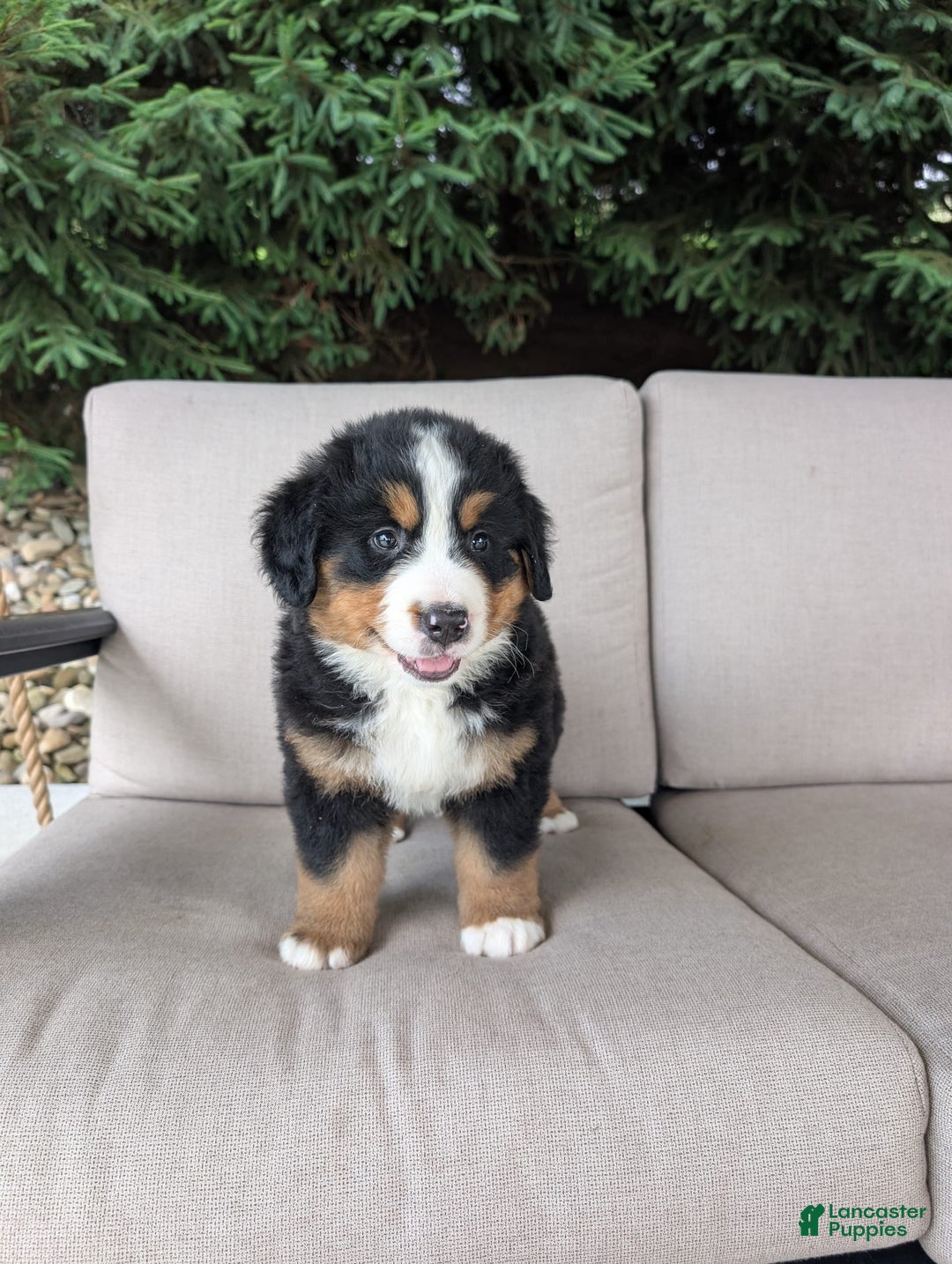 Bernese Mountain Dog dogs for sale: Cooper - Image 1