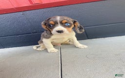 Beaglier dogs for sale: Apollo - Image 3