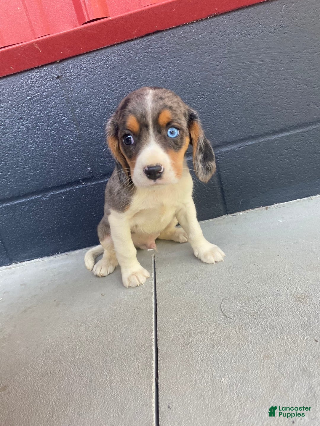Beaglier dogs for sale: Apollo - Image 3
