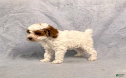 Miniature Poodle dogs for sale: Lily - Image 4