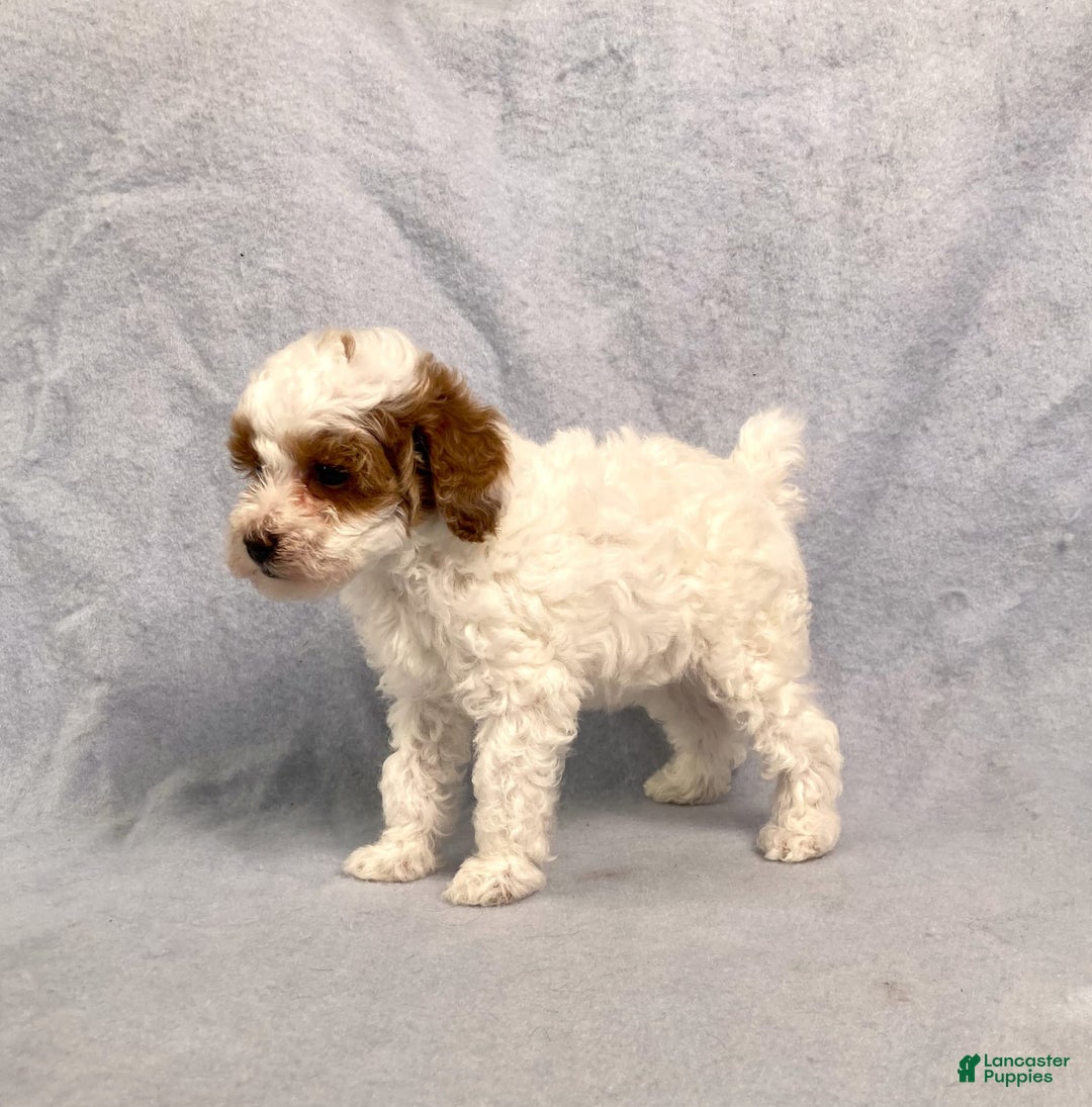 Miniature Poodle dogs for sale: Lily - Image 4