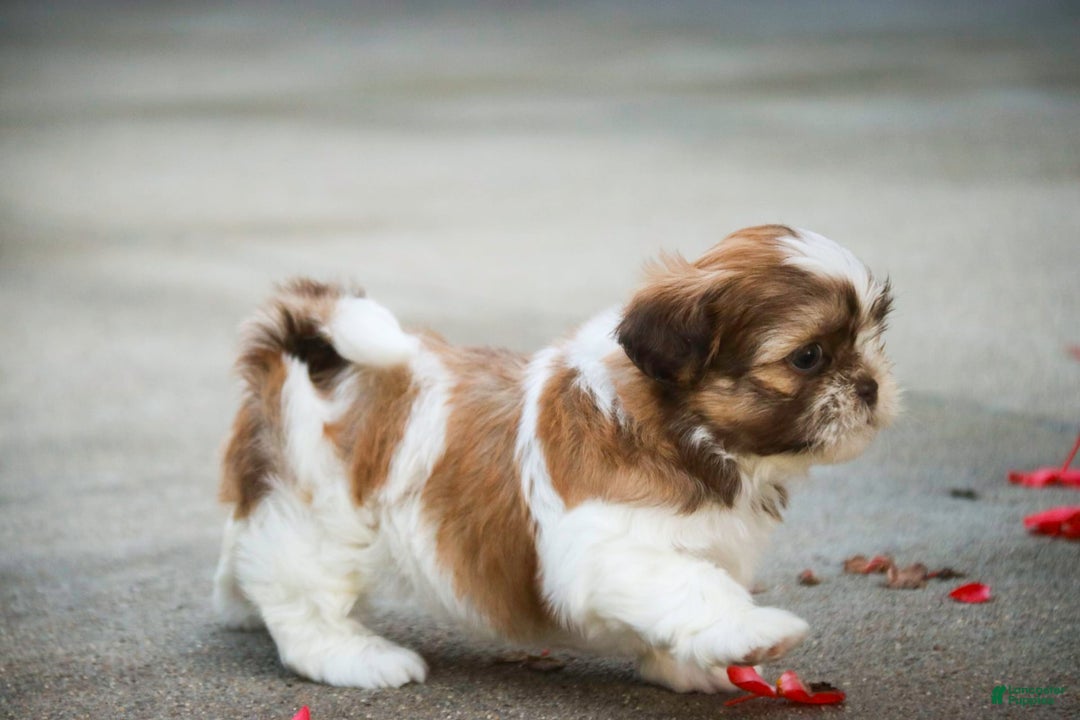 Shih Tzu dogs for sale: Shih Tzu 4 puppies - Image 33