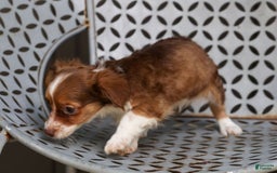Chihuahua dogs for sale: Nora - Image 7