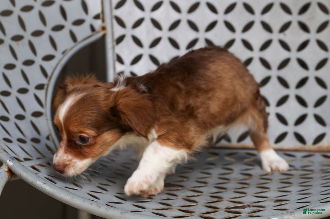 Chihuahua dogs for sale: Nora - Image 7