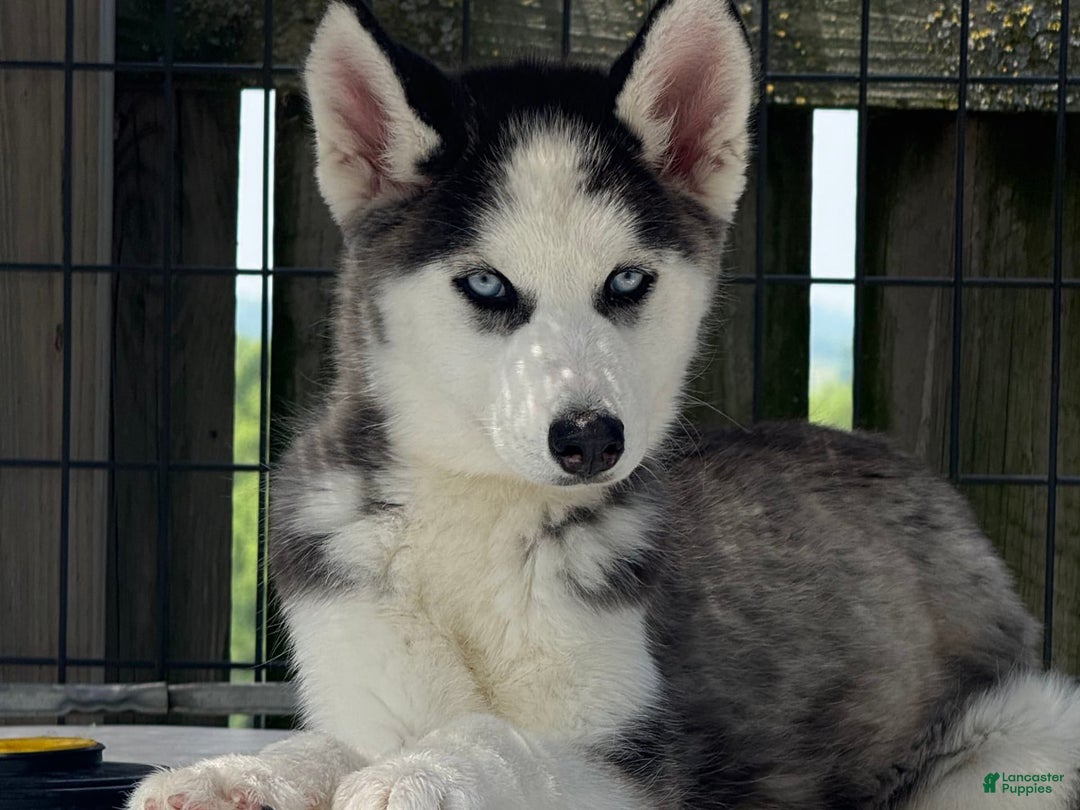 Siberian Husky dogs for sale: Nova Female 6 - Image 1