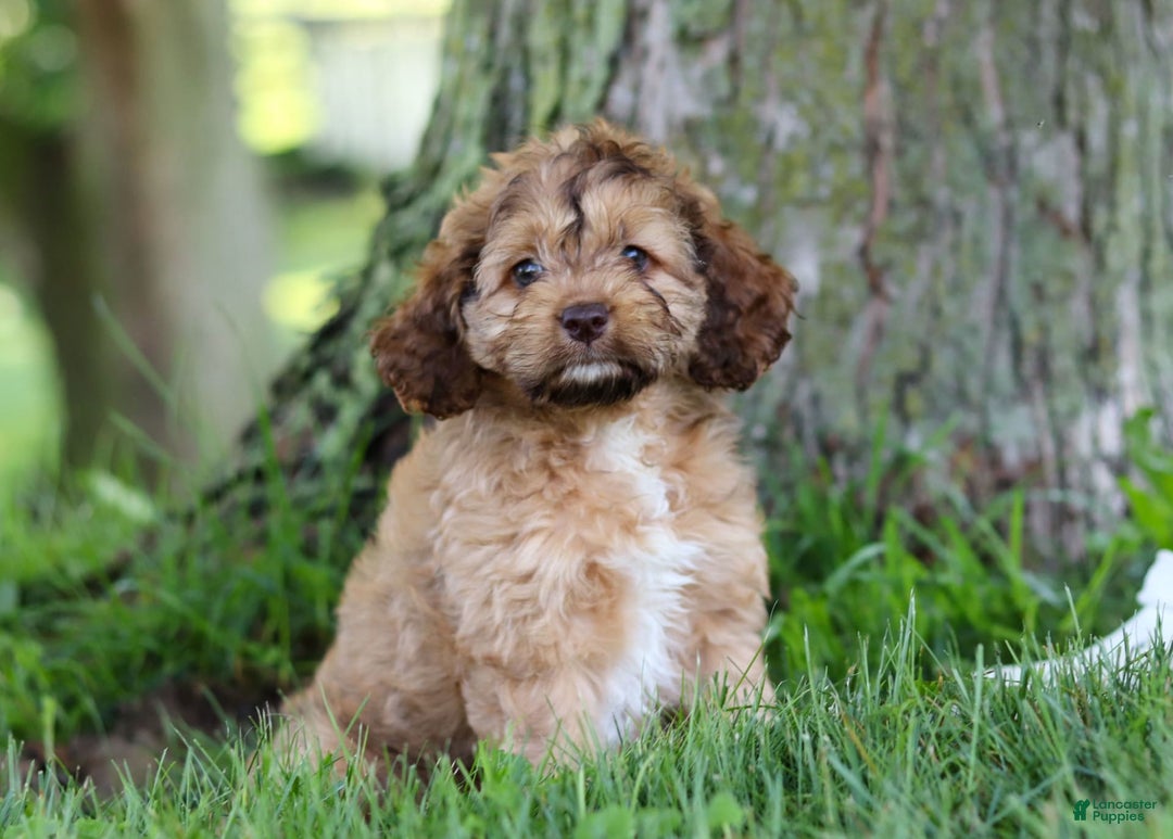 Cockapoo dogs for sale: Birdie - Image 3