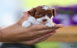 Toy Poodle dogs for sale: Cupcake - Image 4