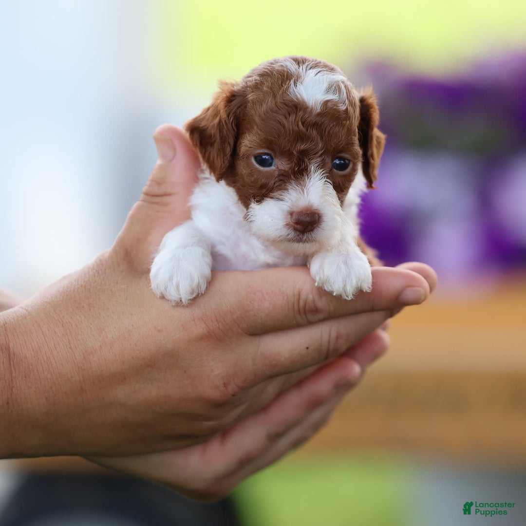 Toy Poodle dogs for sale: Cupcake - Image 4