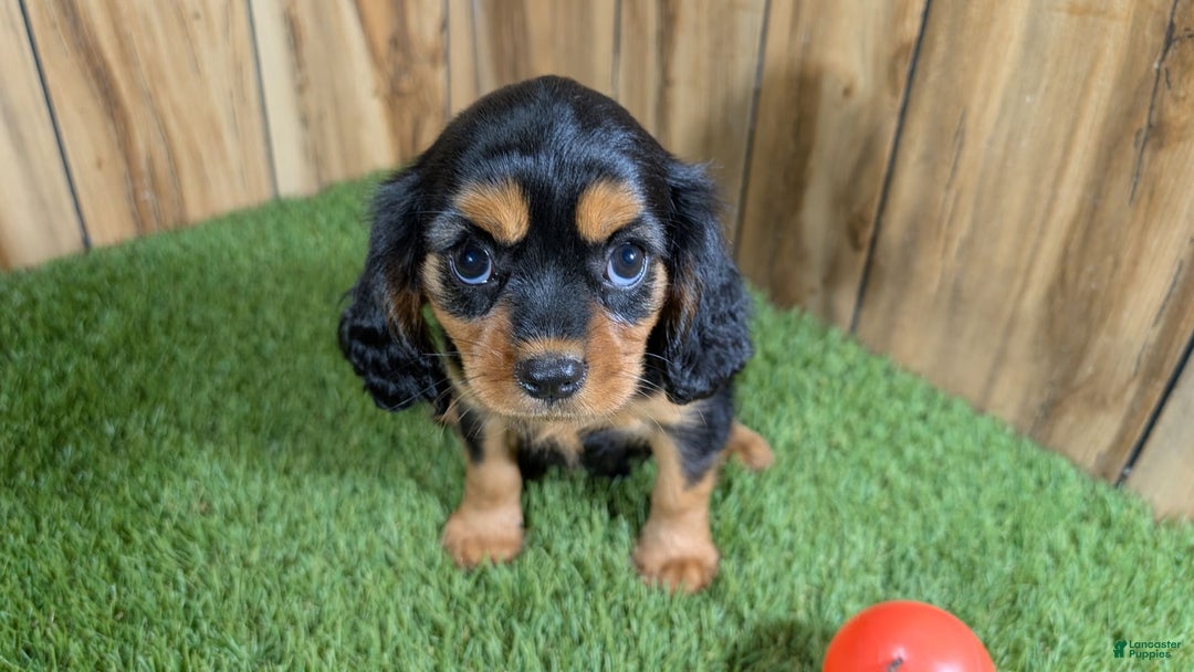 Cavalier King Charles Spaniel dogs for sale: Brin Girl 3 - Image 17
