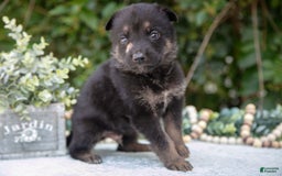 German Shepherd dogs for sale: Milo - Image 3