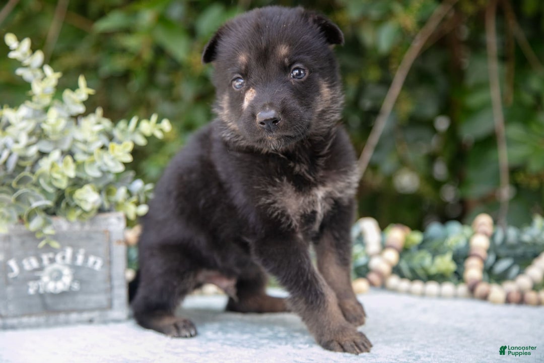 German Shepherd dogs for sale: Milo - Image 3