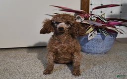 Toy Poodle dogs for sale: Hazel - Listing for pets: Hazel, Harley - Image 6
