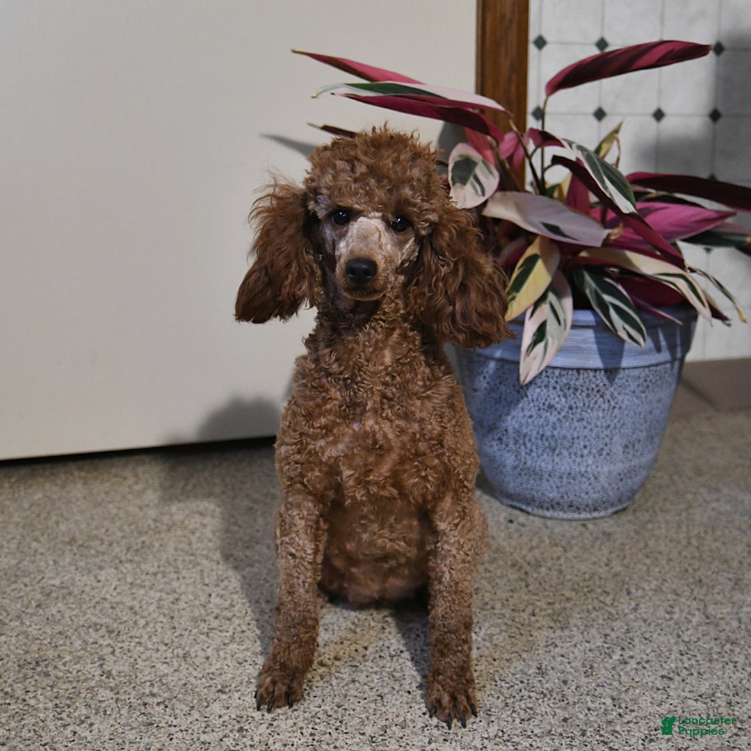 Toy Poodle dogs for sale: Hazel - Listing for pets: Hazel, Harley - Image 6