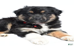 Miniature Australian Shepherd dogs for sale: Ida - Image 2