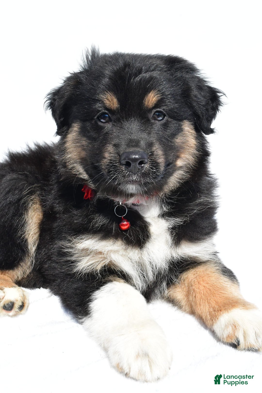 Miniature Australian Shepherd dogs for sale: Ida - Image 2