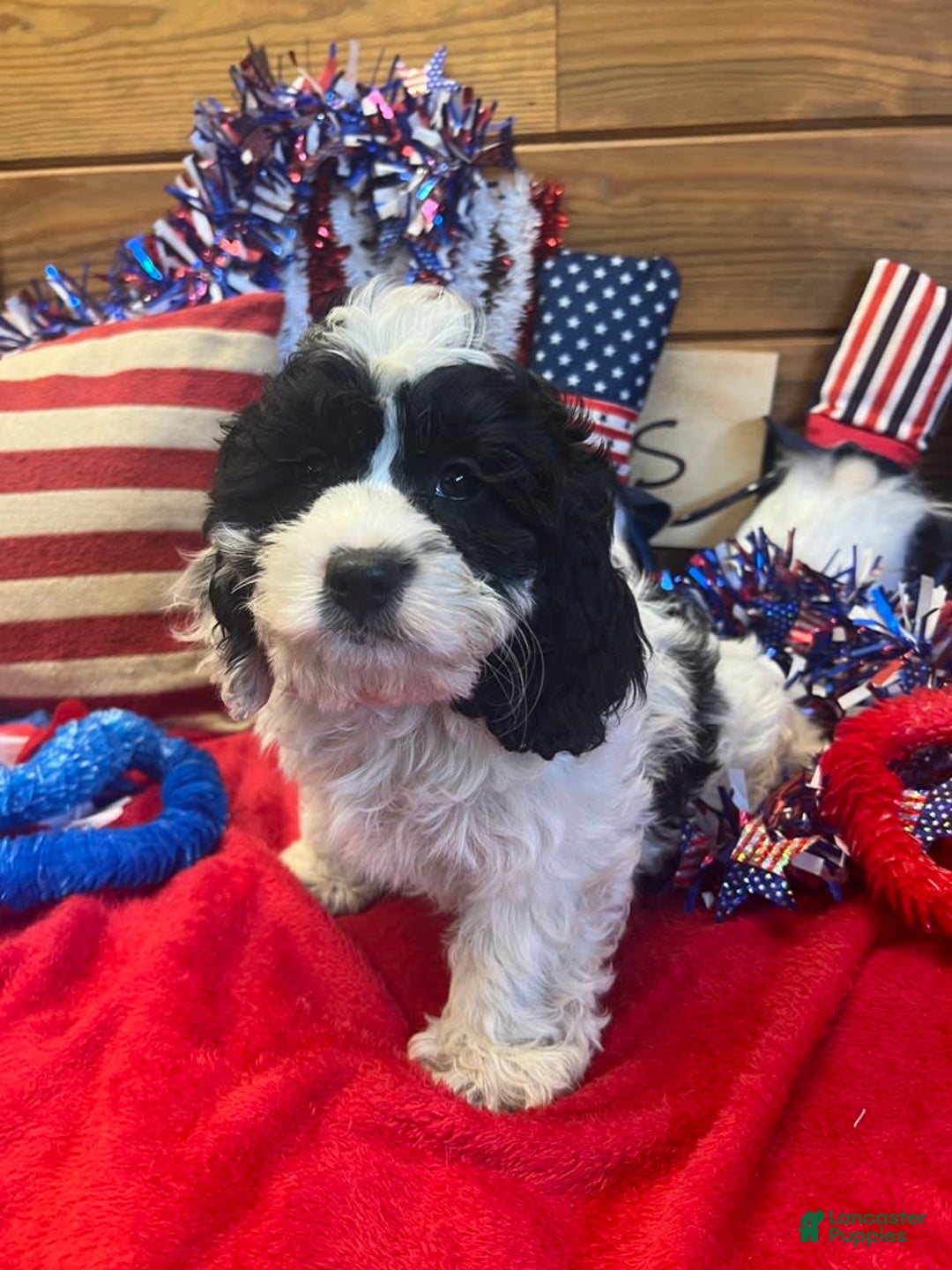 Cockapoo dogs for sale: Ricky - Image 3