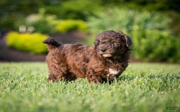 Goldendoodle dogs for sale: Janet - Image 9