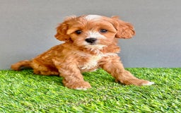 Cavapoo dogs for sale: Willow - Image 3