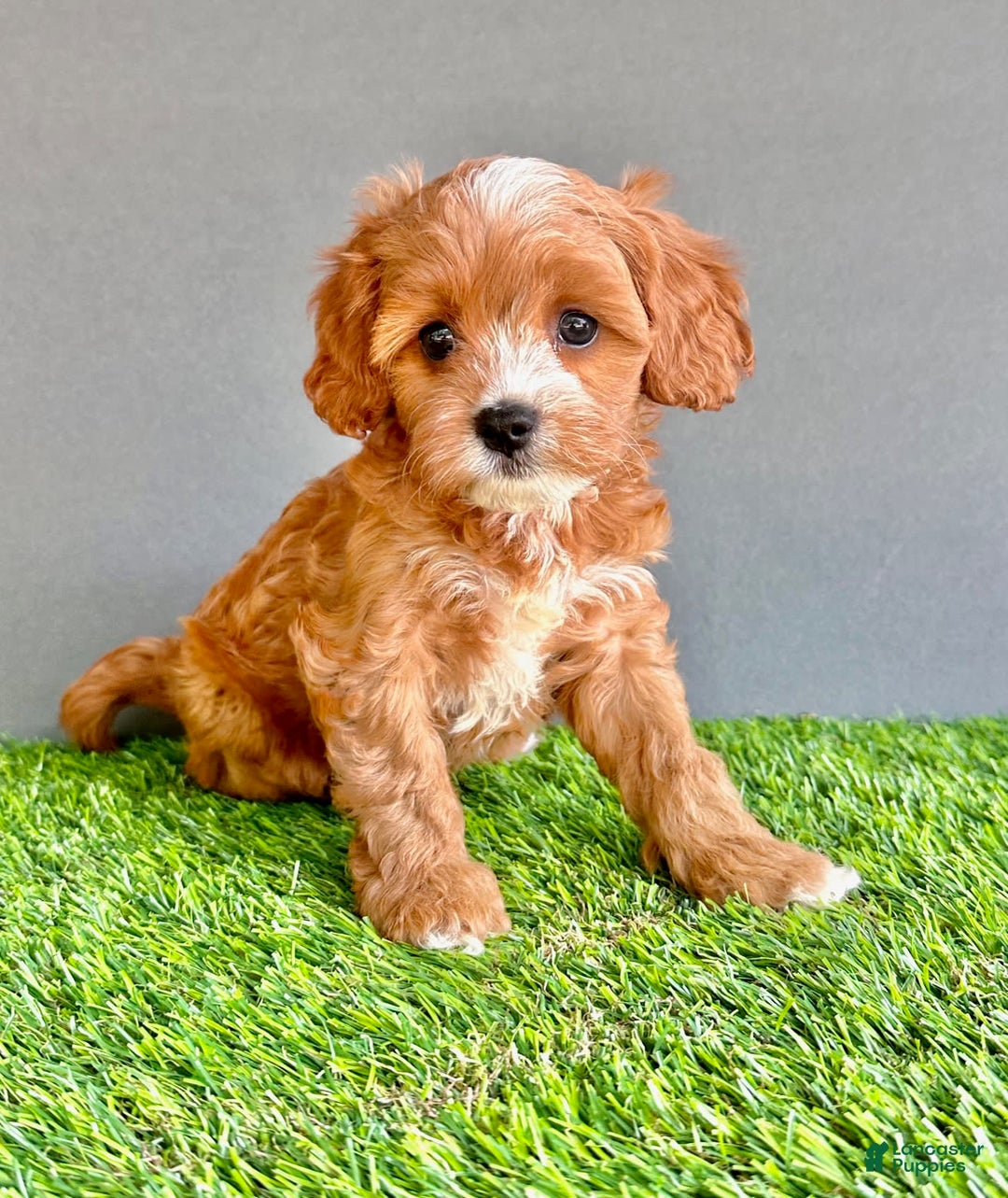Cavapoo dogs for sale: Willow - Image 3