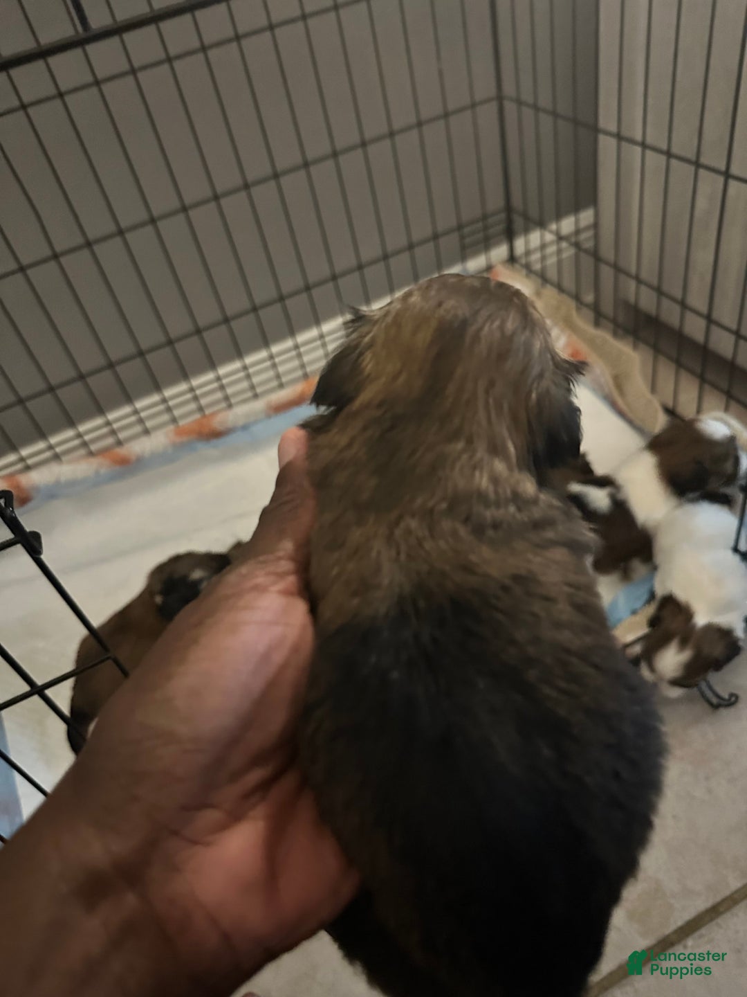 Shih Tzu dogs for sale: Not Name Yet - Image 2