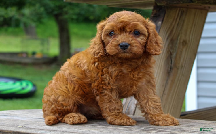 Cavapoo dogs for sale - Ad 5