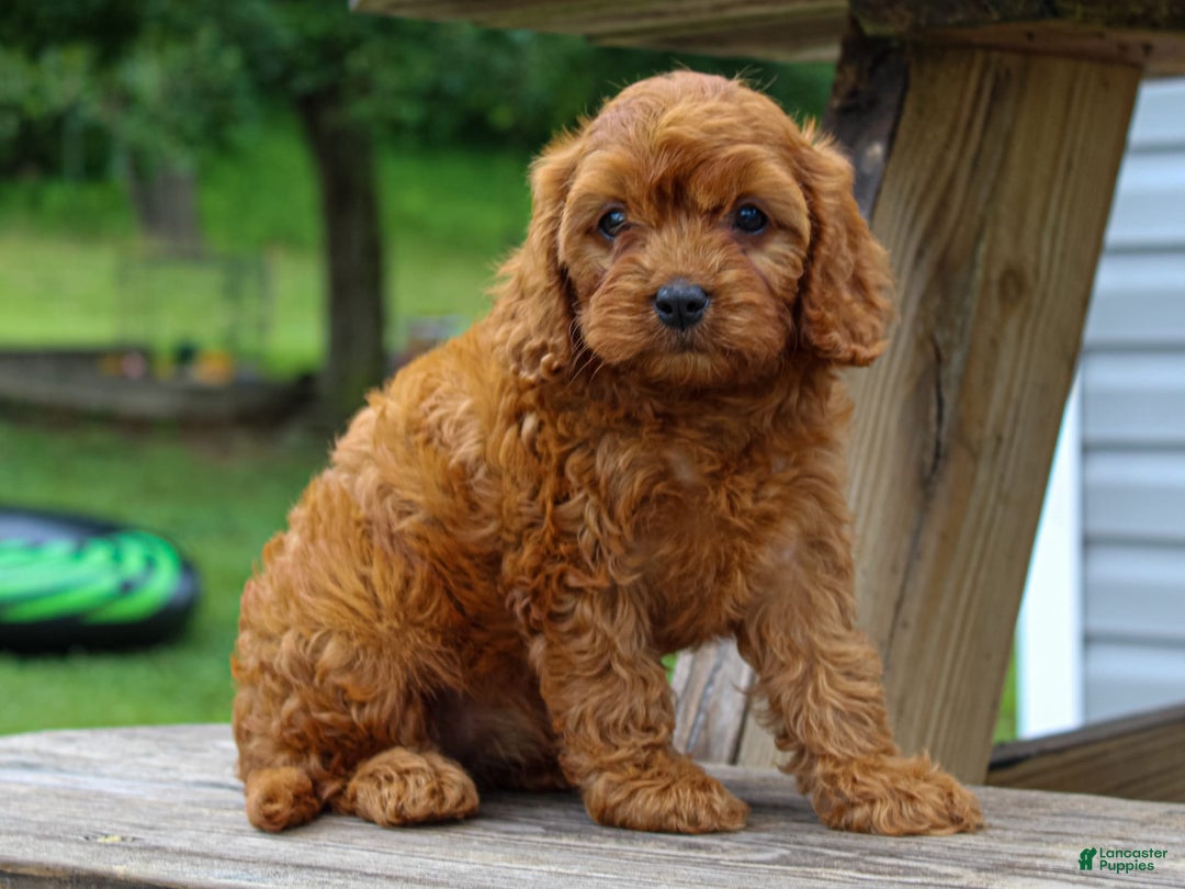 Cavapoo dogs for sale: Tonya - Image 1