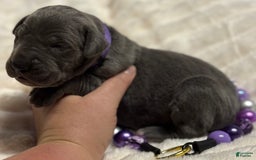 Great Dane dogs for sale: Blue Female Purple Collar - Image 1