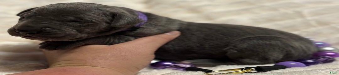 Blue Female Purple Collar