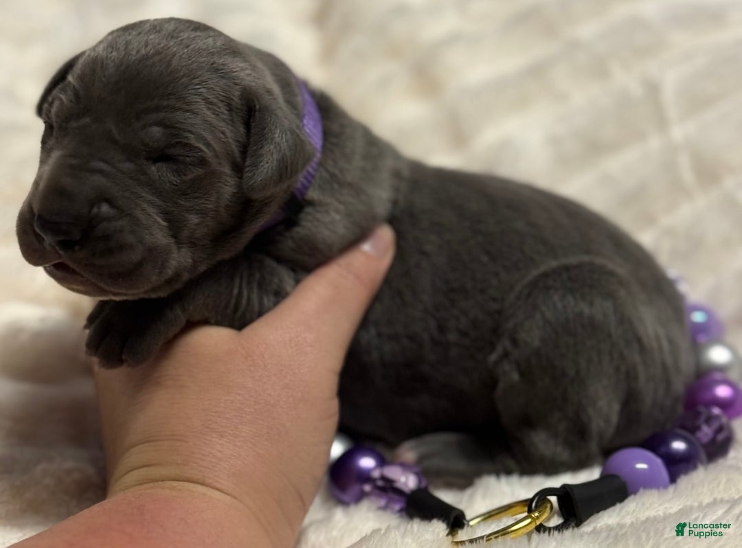 Great Dane dogs for sale: Blue Female Purple Collar - Image 1