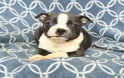 Boston Terrier dogs for sale: Kolby - Image 2