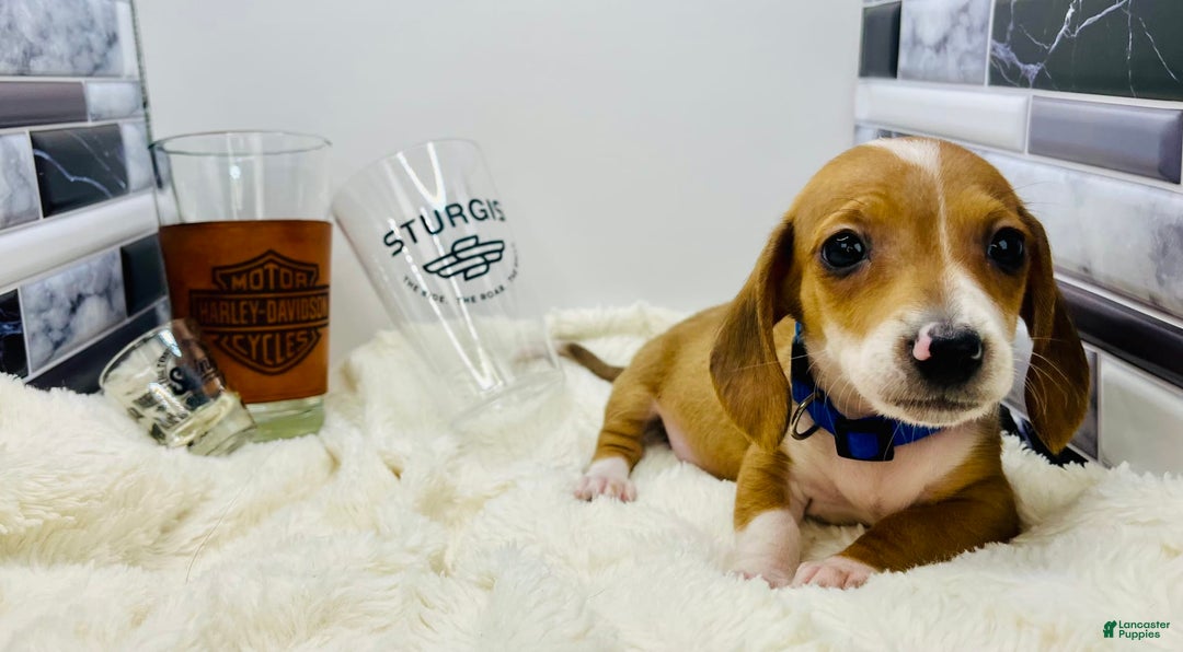 Miniature Dachshund dogs for sale: Jasper - Image 10