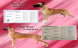 Great Dane dogs for sale: Linda - Image 7