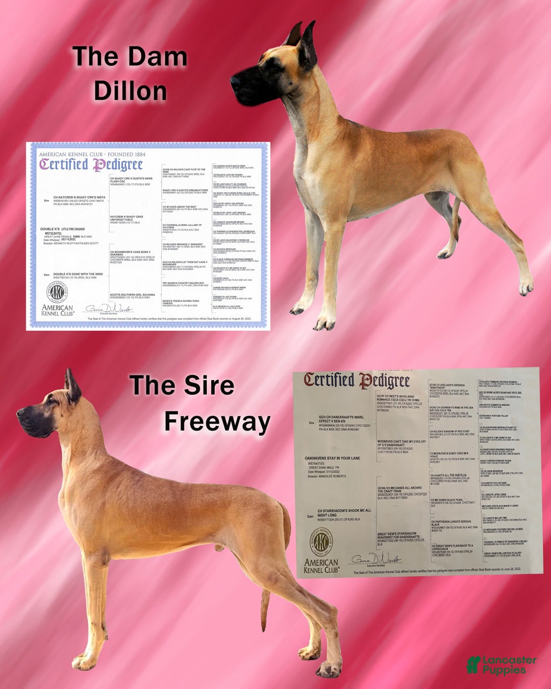 Great Dane dogs for sale: Linda - Image 7