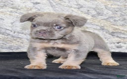 French Bulldog dogs for sale: Marline - Image 5