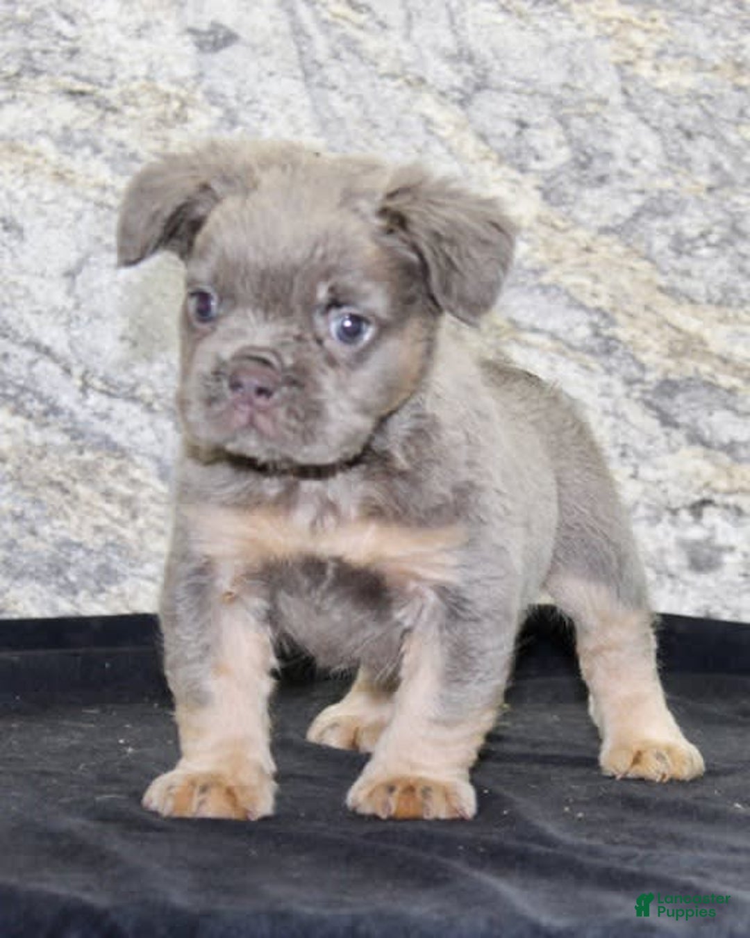 French Bulldog dogs for sale: Marline - Image 5