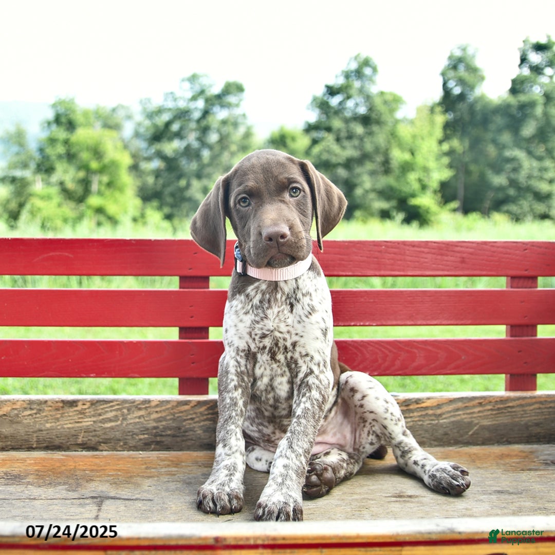 German Shorthaired Pointer dogs for sale: Brook - Image 3